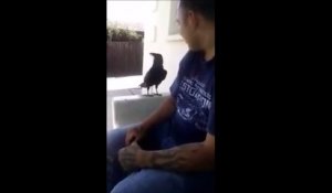 Un corbeau atterri à côté de ce gars et lui déclame tout bonnement un « fuck you »