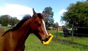 Cheval vs Poulet en plastique