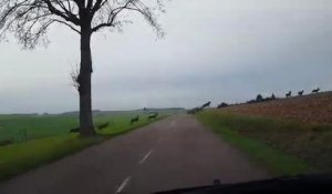 [VIDEO] Une harde de dizaines de cerfs et de biches près de...