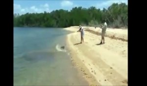 Le crocodile s'y prend très mal pour voler ce requin échoué sur la plage