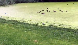 Un chien tombe à l'eau en voulant attraper des canards !
