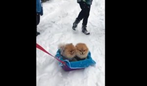 Des spitz adorent jouer dans la neige !