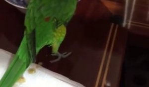 Ce Perroquet Imite Un Bebe En Train De Pleurer A La Perfection Sur Orange Videos