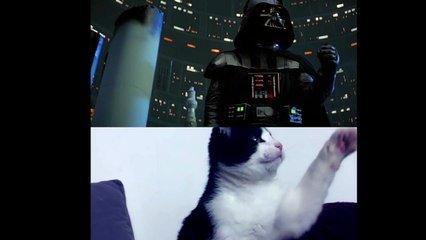 Un Remake De La Scene Je Suis Ton Pere De Star Wars Avec Des Chats Sur Orange Videos