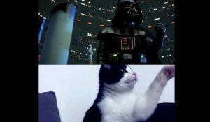 Un remake de la scène 'Je suis ton père' de Star Wars avec des chats