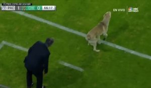 Un chien et un chat s'incruste sur le terrain pendant un match de foot au Mexique