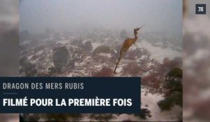 L e dragon des mers rubis filmé pour la première fois, en Australie