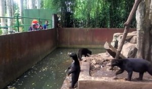 Des ours en détresse dans un zoo indonésien