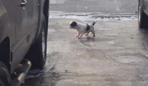 Un chien n'arrive pas à remonter une descente de garage verglacée !