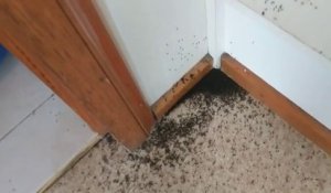 Mais que font toutes ces fourmis dans cette maison ???