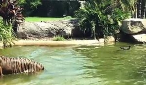 Un canard embête un tigre dans un bassin !