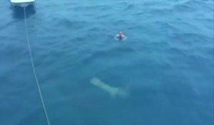 Un touriste russe face à un énorme requin... Même pas peur!