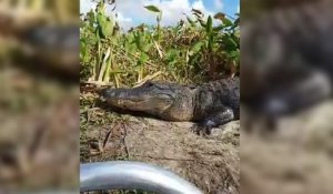 Un alligator grimpe sur le bateau de touristes