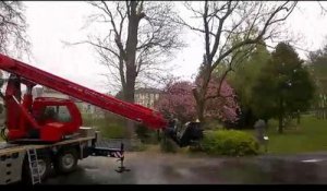 Bar-le-Duc : abattage de deux frênes dans le parc de l'hôtel de ville...