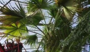 VIDEO Villers-lès-Nancy : un palmier rare sauvé au jardin du...