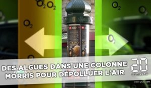 Paris: Des algues dans une colonne Morris pour dépolluer l'air