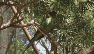 Australie : les ailes des perruches s'allongent...