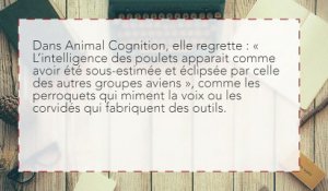 Selon les scientifiques, les poulets sont dotés d’une intelligence extraordinaire !