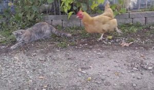 Une poule vient voler la souris à un chat... Ahahha