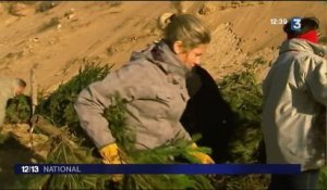 Ile de Ré : des sapins de Noël pour lutter contre l'érosion des dunes