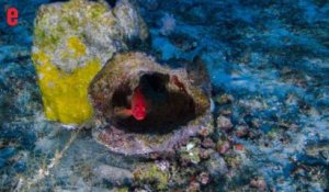 Un récif de corail plein de surprises filmé pour la première fois par Greenpeace