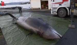 Plus de 30 sacs plastiques retrouvés dans le corps d’une baleine