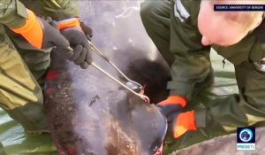 30 sacs plastique retrouvés dans l'estomac d'une baleine morte au large de la Norvège
