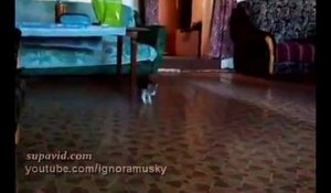 Ce chaton a vu un « intrus » dans sa maison. Sa réaction est la plus drôle qui soit !