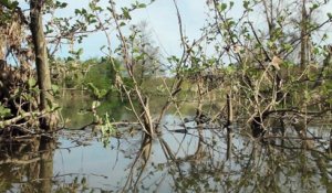 Amphibiens - Grenouille rieuse - La faune et la flore de M&M
