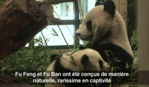 Les pandas jumeaux du zoo de Vienne fêtent leur six mois