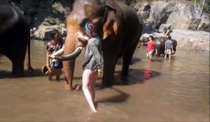 Une touriste se fait éclater par un éléphant...