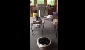 Un beagle fait peur à un chat !
