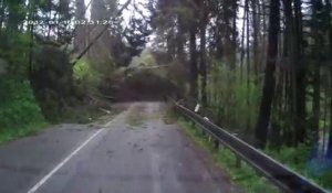 Plusieurs arbres tombent sur une voiture