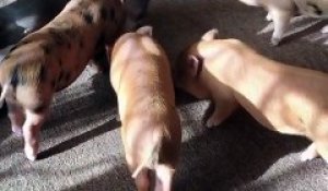 Un bulldog adore ses nouveaux copains !