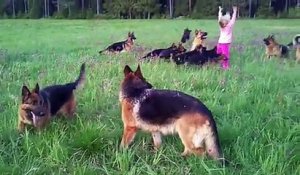 Après danse avec les loups : joue avec les chiens !