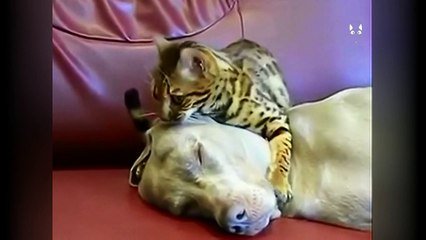 Le Chat Qui Masse Le Visage De Son Ami Le Chien Sur Orange Videos
