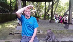 Un homme a la mauvaise idée de jouer avec des singes sauvage