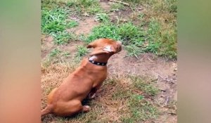 Quand nos chiens sont un peu perdu... Compil animaux drole