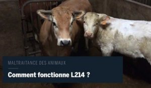 Maltraitance dans les abattoirs : coulisses de l’association L214