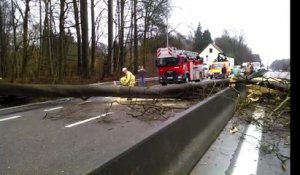 Bruxelles : un arbre s'abat sur le ring