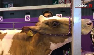 Salon de l'agriculture : visite de l'institut de beauté des vaches