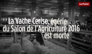 Salon de l'agriculture : Cerise, la vache égérie de 2016, est morte !