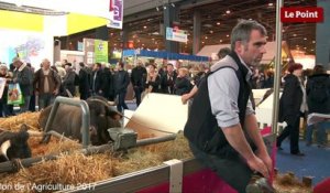 Salon de l'agriculture : Cerise, la vache égérie de 2016, est morte !