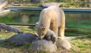 Au zoo de Mulhouse, l'oursonne Nanuq fait sa première sortie