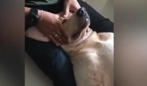 Un chien qui aime les massages !