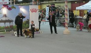 À 6 ans, il participe avec Harry Potter au concours canin de Valence