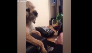 Quand ton chien sent que t'es pas loin de l'alcoolisme et te sauve la vie