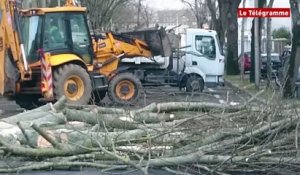 Tempête Zeus. Lorient : une rue bloquée par la chute de deux arbres