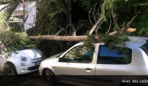 Un arbre tombé à Ajaccio à cause de la tempête Zeus