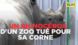 Un rhinocéros du zoo de Thoiry a été tué pour sa corne